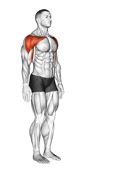 Shoulder - Flexion - Articulations exercise demonstration