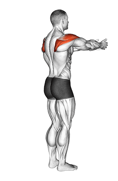 Shoulder - Transverse Abduction - Articulations exercise demonstration