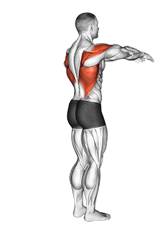 Shoulder - Transverse Extension - Articulations exercise demonstration
