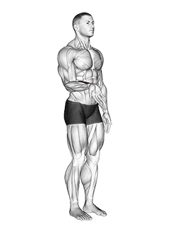 Wrist - Flexion - Articulations exercise demonstration for Forearms, Body weight