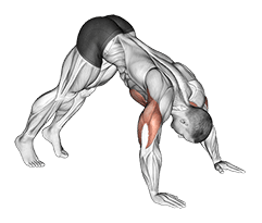 Pike Push up exercise demonstration for Chest, Body weight