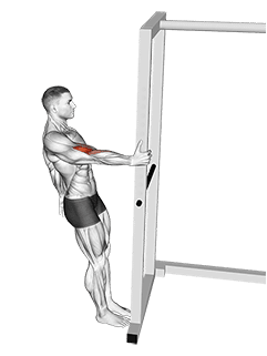 Bodyweight Standing Biceps Curl exercise demonstration