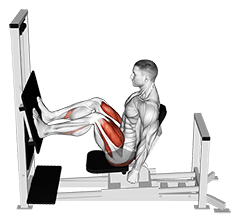 Lever Horizontal Leg Press exercise demonstration for Thighs, Leverage machine