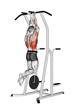 Weighted Close Grip Chin-up on Dip Cage exercise demonstration for Back, Weighted