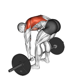 Barbell Pendlay Row exercise demonstration