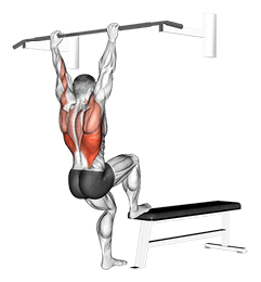 Bench Pull-ups exercise demonstration