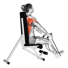Band Seated Straight Back Row exercise demonstration for Back, Band