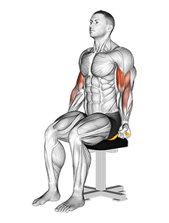 Resistance Band Seated Biceps Curl exercise demonstration