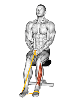 Resistance Band Foot Plantar Flexion exercise demonstration for Calves, Resistance Band