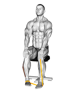 Resistance Band Foot Eversion exercise demonstration for Calves, Resistance Band