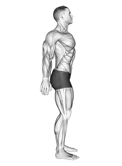 Scapula Retraction Protraction exercise demonstration for Back, Body weight