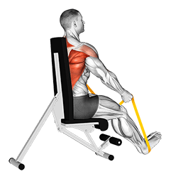 Resistance Band Seated Straight Back Row exercise demonstration for Back, Resistance Band