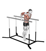 Elbow dips exercise demonstration for Triceps, and Upper Arms, Body weight