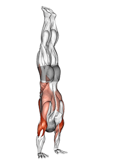 Stalder Press exercise demonstration for Upper Arms, Body weight