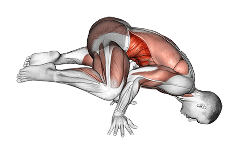 Frog board exercise demonstration for Waist, Body weight