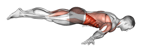 Full Maltese exercise demonstration for Waist, Body weight