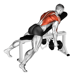 Dumbbell Hammer Grip Incline Bench Two Arm Row exercise demonstration for Back, Dumbbell
