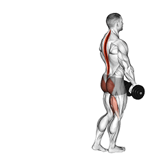 Dumbbell Single Stiff Leg Deadlift exercise demonstration for Hips, Dumbbell