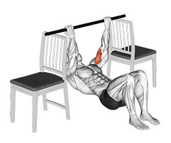 Inverted Chin Curl with Bent Knee between Chairs exercise demonstration for Biceps, and Upper Arms, Body weight