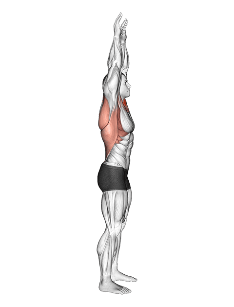 Shoulder Backbend Stretch exercise demonstration
