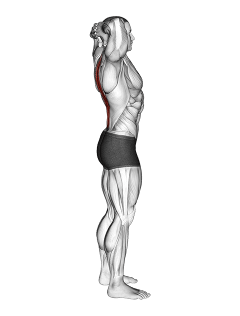 Spine Backbend Stretch exercise demonstration for Hips, Body weight