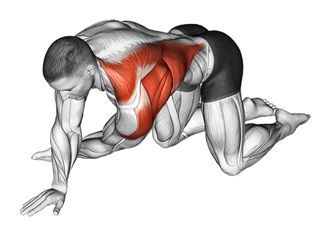 Kneeling T-Spine Mobility Stretching exercise demonstration for Back, and Shoulders, Body weight