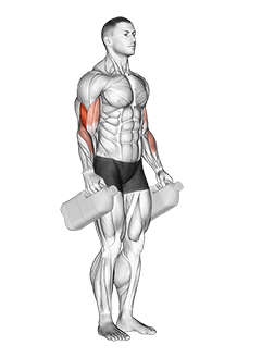 Bottle Hammer Curl exercise demonstration for Biceps, and Upper Arms, Weighted