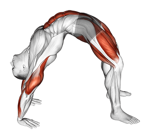 Bridge Pose Yoga Stretch exercise demonstration for Upper Arms, and Thighs, Body weight