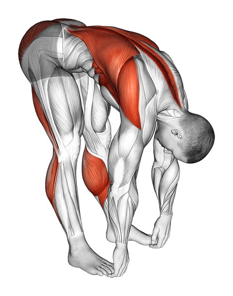 Standing Hamstrings and Back Stretch exercise demonstration