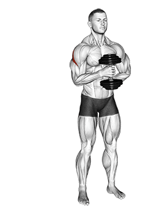 Dumbbell External Rotation exercise demonstration