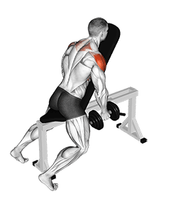 Dumbbell Chest Supported Lateral Raises exercise demonstration
