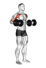 Dumbbell Drag Bicep Curl exercise demonstration for Biceps, and Upper Arms, Dumbbell