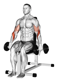 Dumbbell Seated Reverse Grip Biceps Curl exercise demonstration for Forearms, Dumbbell