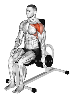 Dumbbell Seated One Arm Front Raise exercise demonstration for Shoulders, Dumbbell