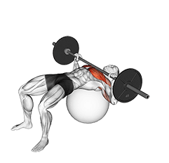 Barbell Chest Press on Stability Ball exercise demonstration
