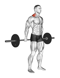 Barbell Behind The Back Shrug exercise demonstration for Back, Barbell