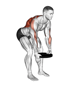 Weighted Plate Bent Over Row exercise demonstration
