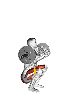 Barbell Front Chest Squat with Resistance Band exercise demonstration for Thighs, Barbell