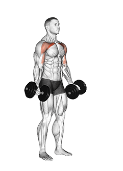 Dumbbell Low Fly exercise demonstration