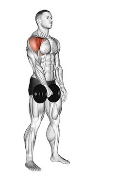Dumbbell One Arm Front Raise exercise demonstration for Shoulders, Dumbbell