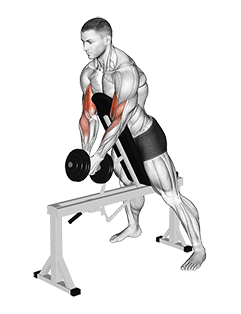 Dumbbell Single Spider Curl with Chest Support exercise demonstration