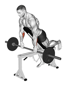 Barbell Incline Wrist Curl with Chest Support exercise demonstration for Forearms, Barbell