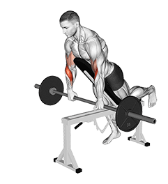Barbell Incline Reverse grip Spider Curl with Chest Support exercise demonstration for Forearms, Barbell