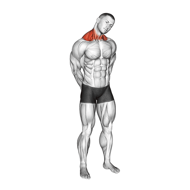 Neck Circle Stretch exercise demonstration for Neck, Body weight