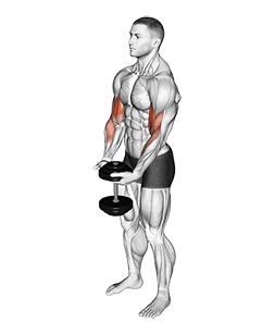 Dumbbell Standing Single Spider Curl exercise demonstration