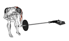 Landmine One Arm Bent-Over Row exercise demonstration