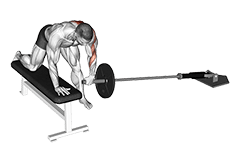 Landmine One Arm Bent-Over Bench Row exercise demonstration