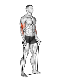 Band Biceps Curl exercise demonstration