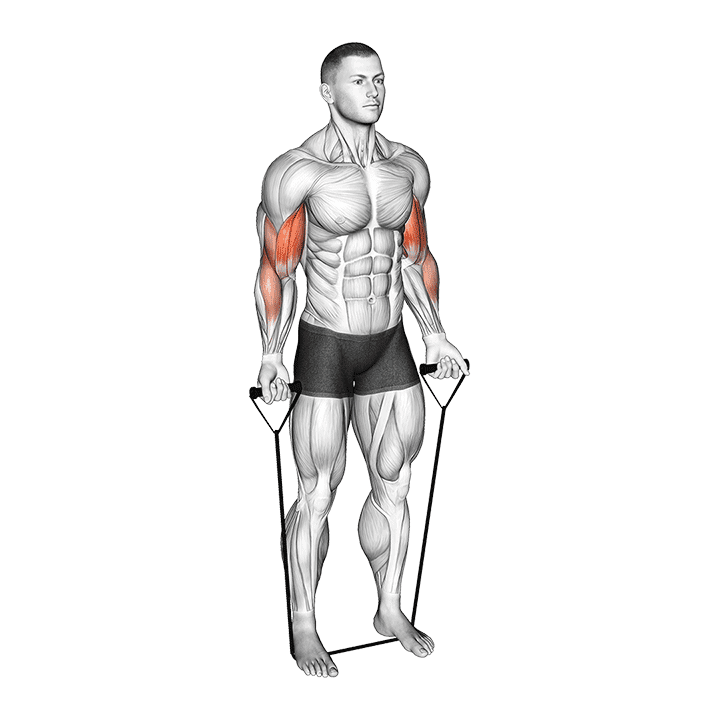 Band Close Grip Biceps Curl exercise demonstration