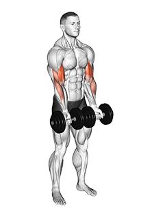 Dumbbell Close Grip Curl exercise demonstration for Biceps, and Upper Arms, Dumbbell